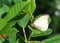 great southern whiteÂ or pirpinto on green leaf, profile